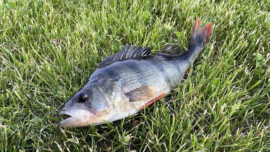 Силикон Keitech Swing Impact FAT 2.8" (8 шт/уп) ц:pal#13 mistic spice 1551.07.82 фото