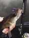 Силикон Select Easy Shad 3" col.103 (5 шт/упак) 1870.25.57 фото 2