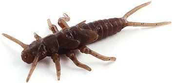 Силикон FishUP Stonefly 0.75" #012 - Chaos (12шт/уп) 1864.00.36 фото